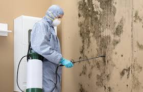 Best Emergency Mold Remediation in USA